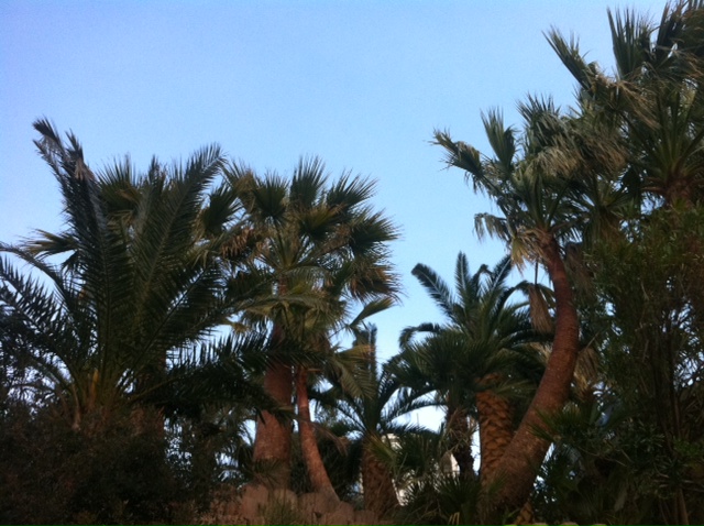 washingtonia.JPG