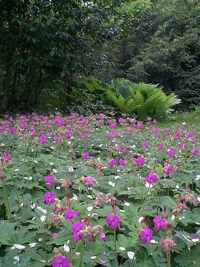 Geranium macrorrhizum