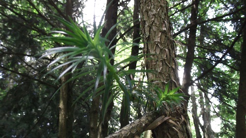 C'est vraiment un très bel arbre et très costaud.Même l'écorce est très originale