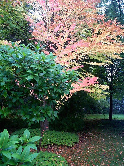 Devant chionanthus virginicus qui reste vert jusqu'aux gelées