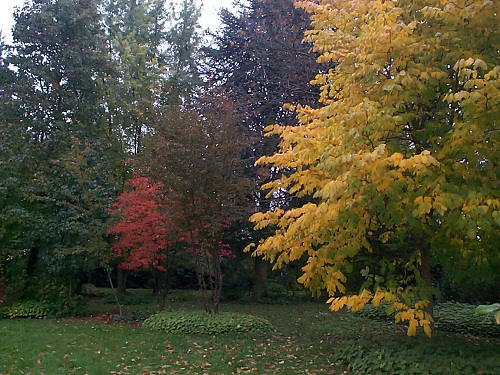 En jaune virgilier en rouge cornus kousa