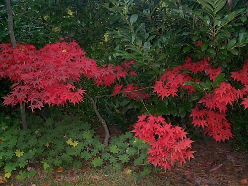 ACER OZAKAZUKI:petit mais somptueux