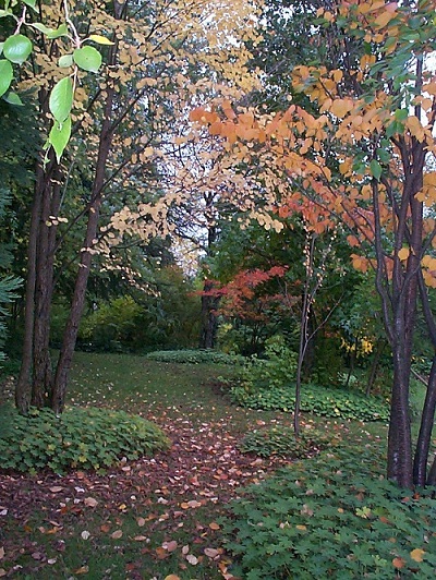A droite prunus sargentii