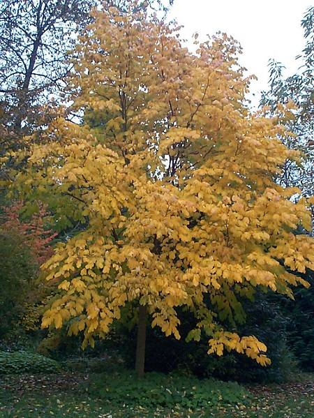 Au fond à gauche en violet:parrotia persica