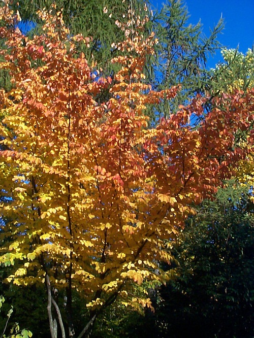 parrotia persica