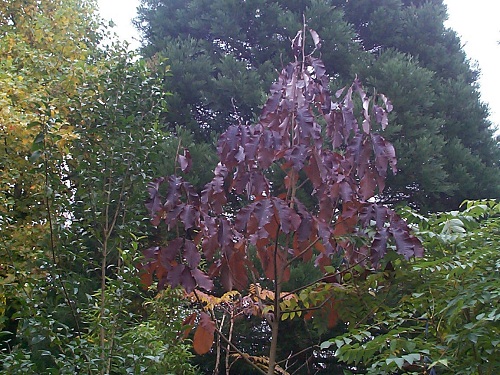 magnolia obovata donne dans le style chocolat