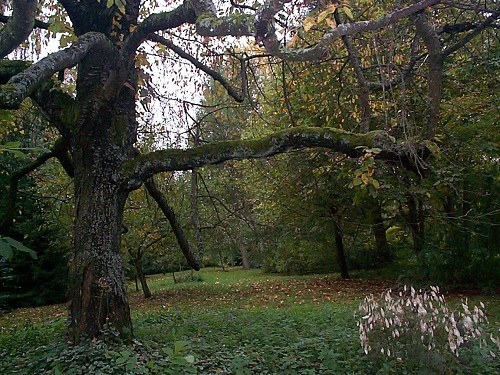 A l'automne:j'aime beaucoup son côté pieuvre