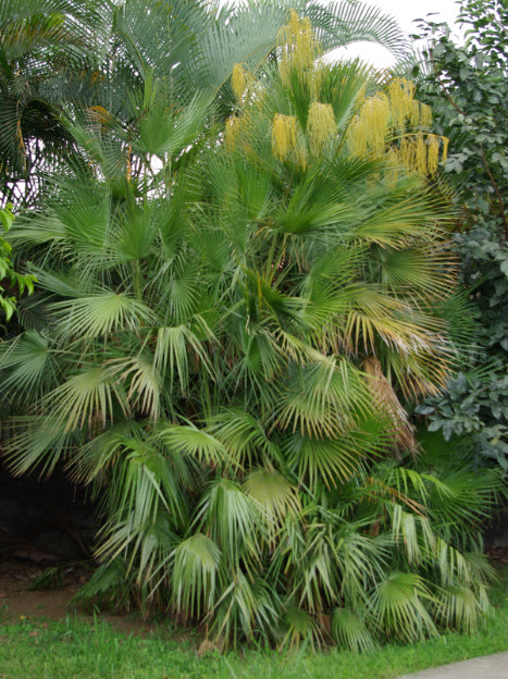 PALMIER1.jpg