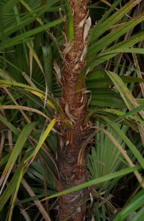 PALMIER2.jpg