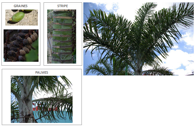Dypsis-Madagascariensis.jpg