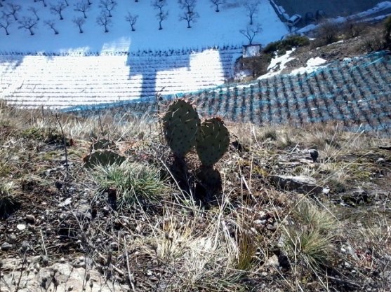 Opuntia phaecantha avec neige arrière-plan