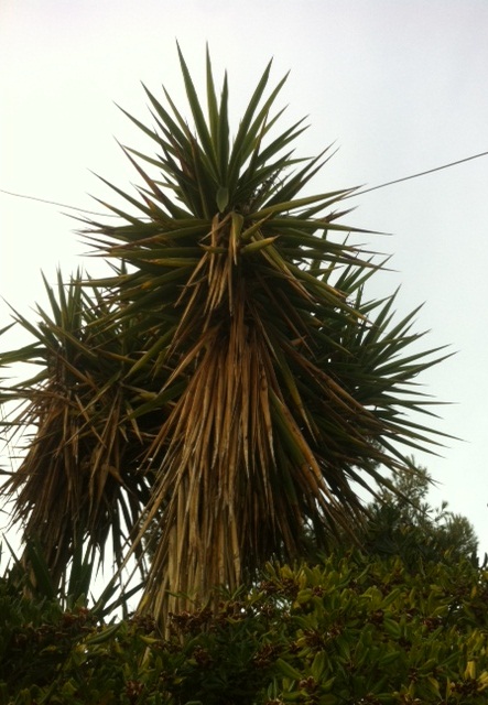 Yucca eleph.JPG