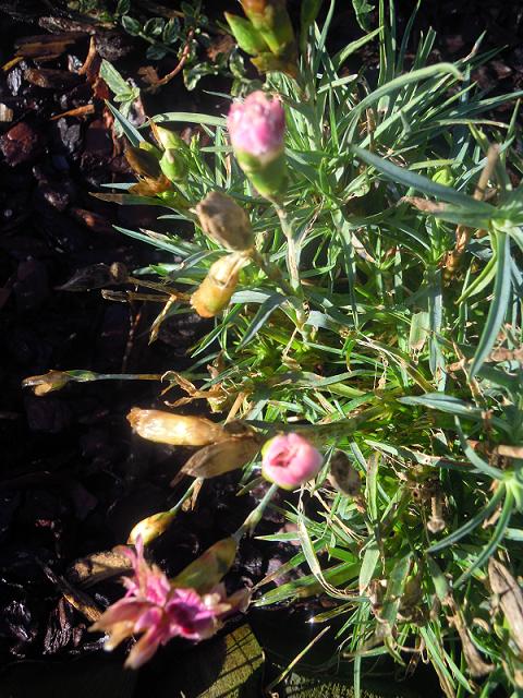 Les oeillets tentent de fleurir.