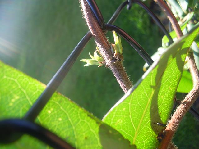 Les plantes bourgeonnent