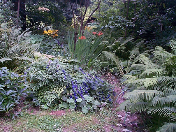 Increvables:gentiana asclepiadea,curtonus ,ligularias,astilbes fougères hellebores
