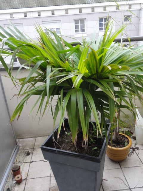 Livistona chinensis acheté au printemps 2012 (les palmes sont ressérées pour l'hiver)