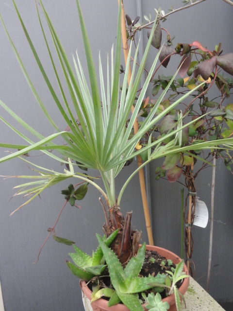 DSC04925.JPG