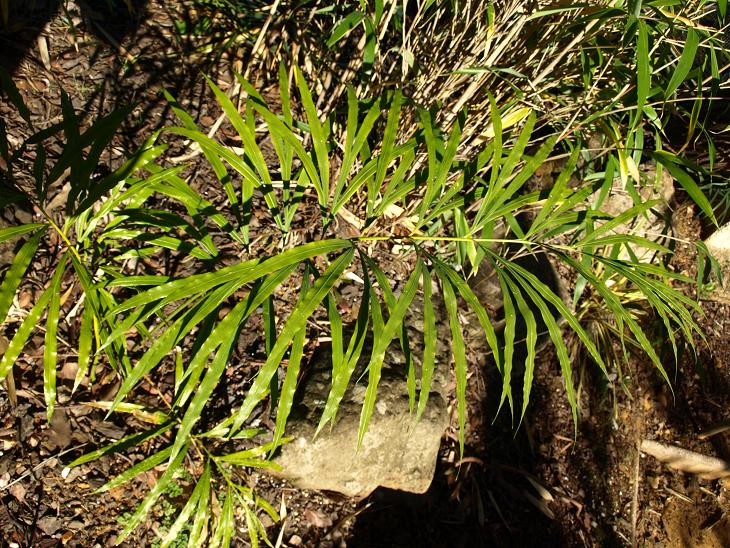 Cycas multifrondis