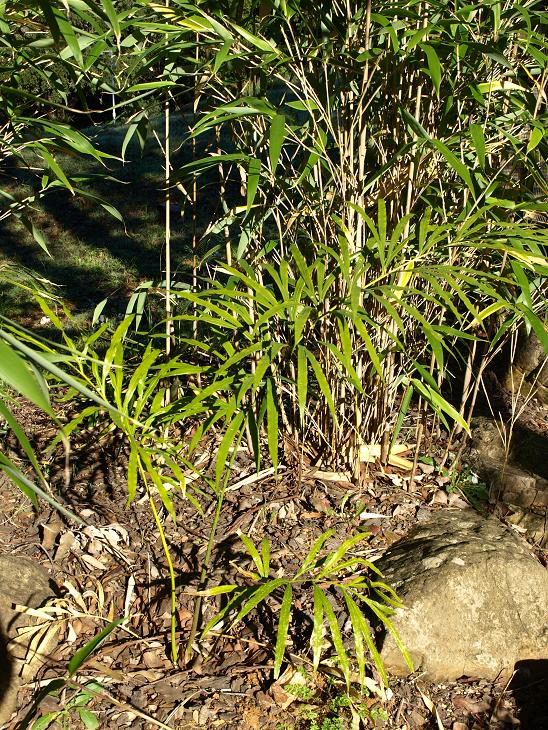 Cycas multifrondis