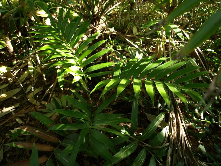 Ceratozamia