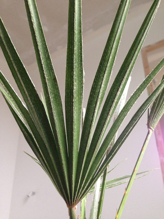 Le dos de la palme, on constate que les rainures sont blanchâtres mais que la couleur générale est tout de même vert glauque.