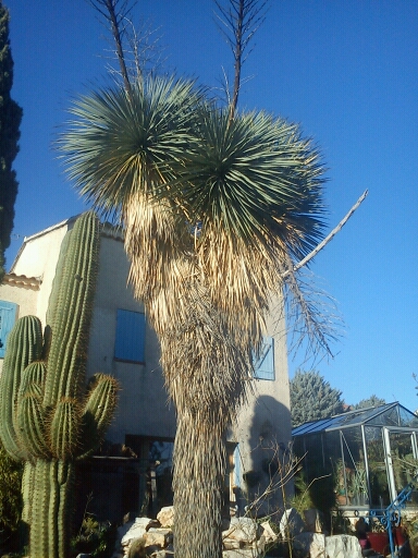 Yucca Trichocereus.JPG