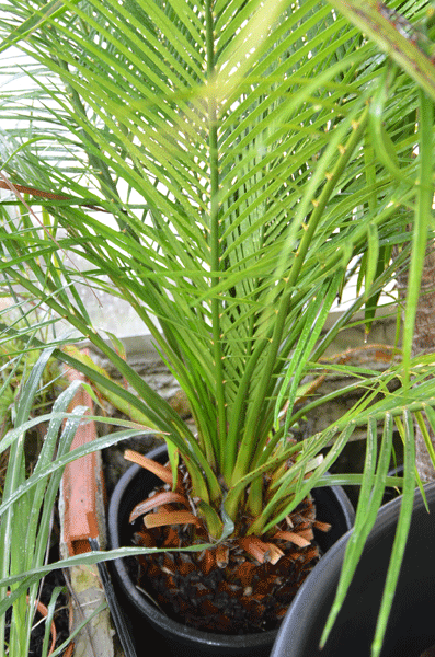 un macrozamia moorei ou communis?
