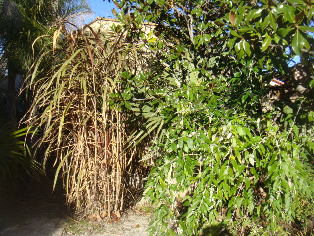 buddleia madagascar et canne a sucre