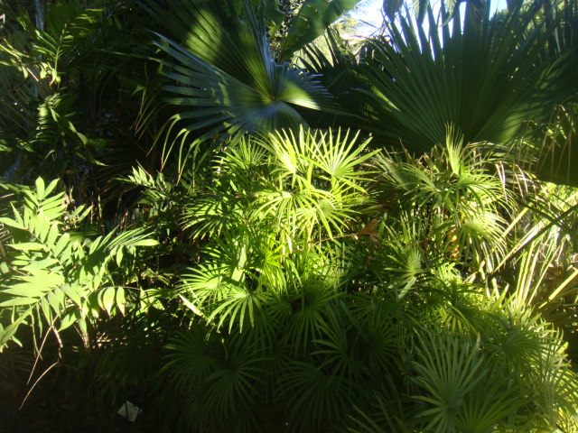 chamaedorea et raphis multifida