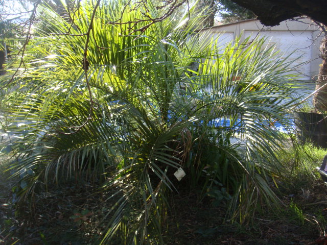 butia bonnetti