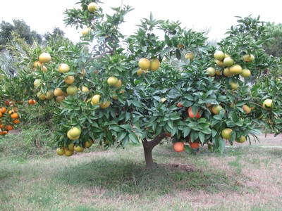 Pomelo Star Ruby, I° novembre.jpg