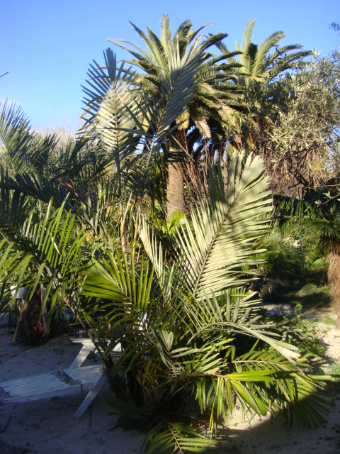 engleri