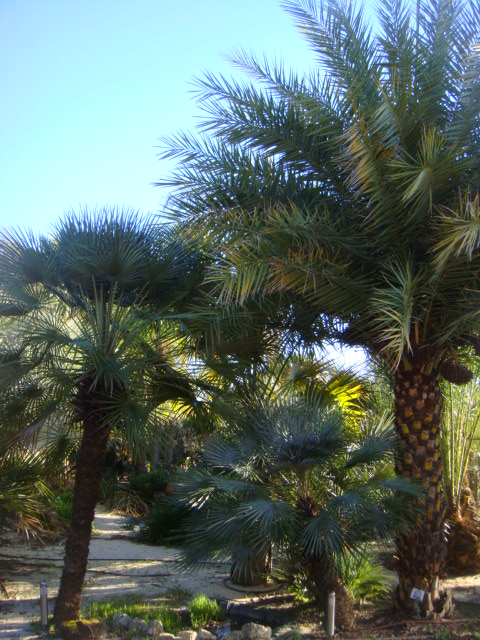 ceriphera et humilis arborescent + sylvestris