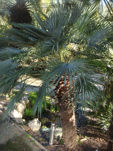 ceriphera arbo