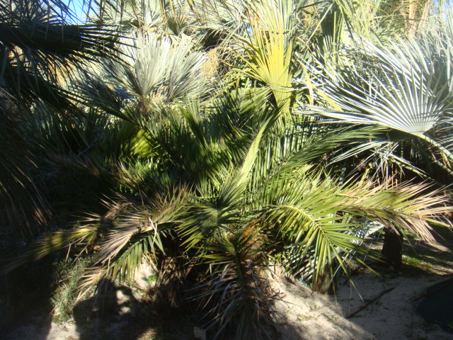 phoenix loueri var humilis , tritri campestris a gauche et uresana au milieu derriere