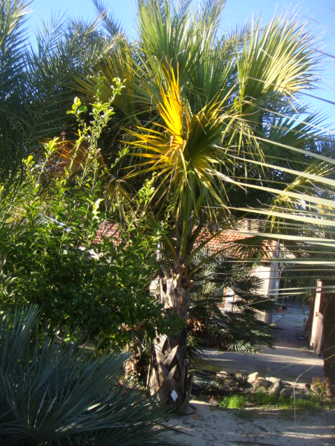 palmetto et main de bouddha