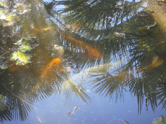 13 carpes koi