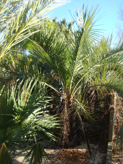 capitata
