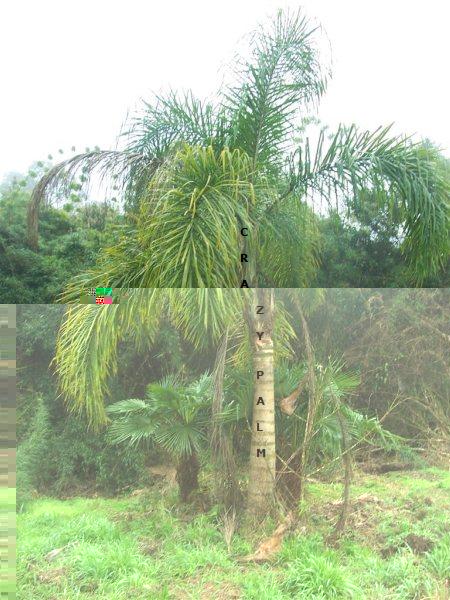 ssc Crazy Palm Garden.jpg