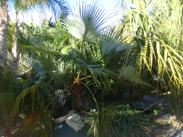 brahea dulcis