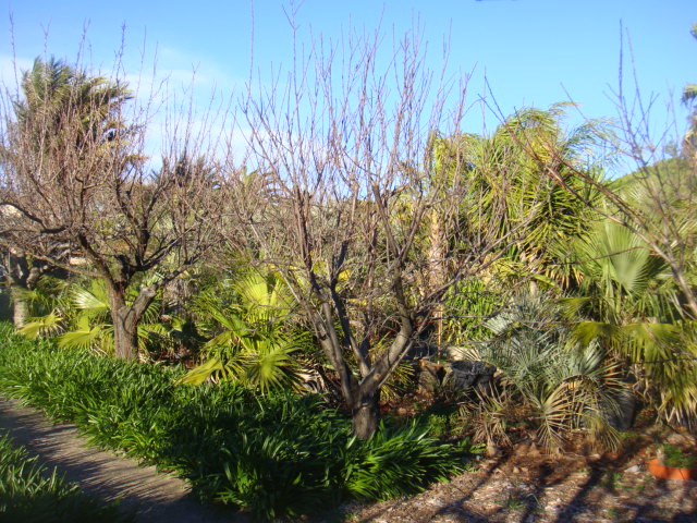 fruitiers et pots enterres