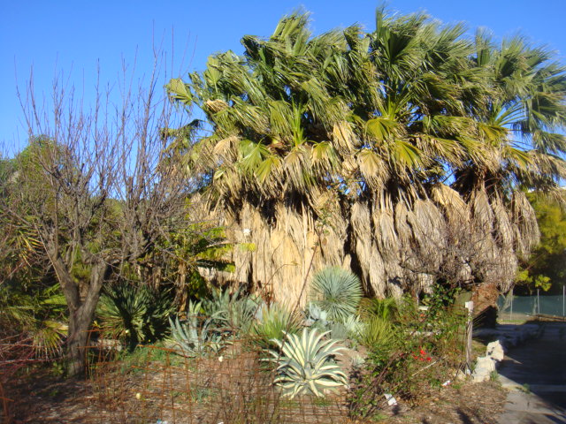 cactées et filiféras