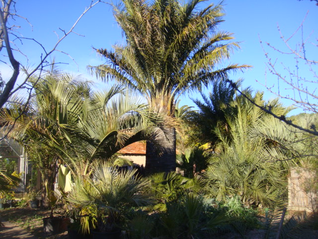 pots et hybrides et jubea