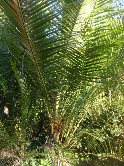 phoenix reclinata