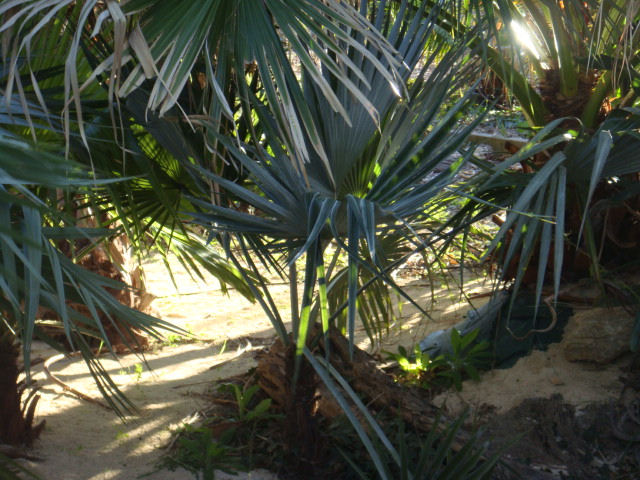 brahea nitida