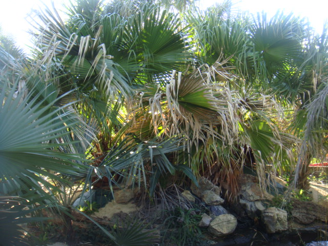 nitida et chinensis