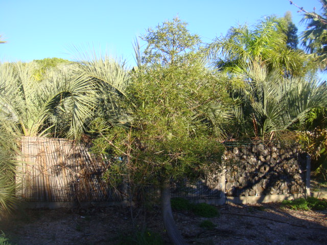 brachychiton rupestris