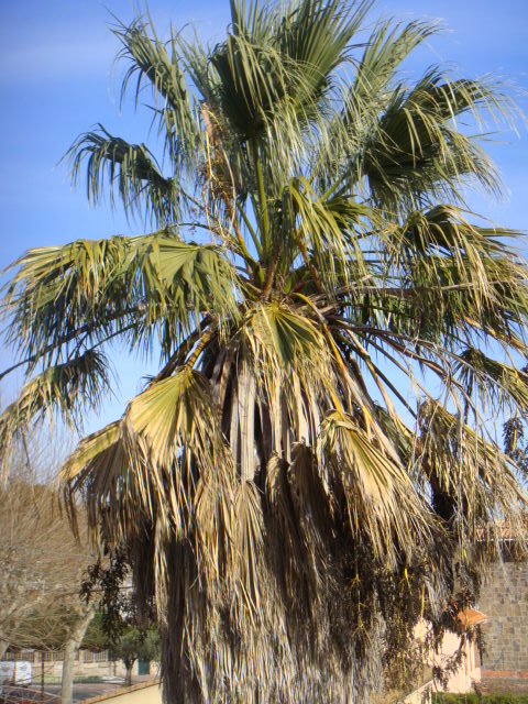 filifera en graines