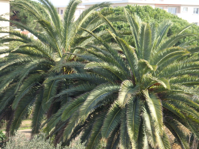 DSC04935.JPG