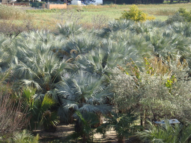 DSC04934.JPG